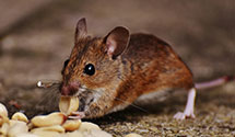 24 Hour & Emergency Exterminators in Soldier Pond, ME